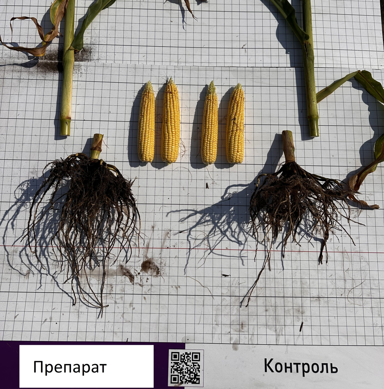 2.viprobuvannjakatalizatorabiologichnoyiaktivnostigruntunakukurudzi-1-1310x600-custom.jpg